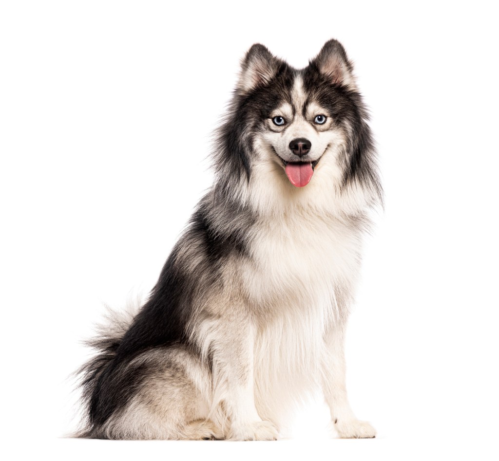 Photograph of a fluffy Pomsky, or a Pomeranian Husky mix, sitting against a white studio backdrop.