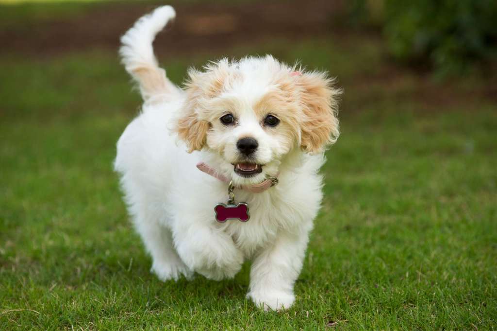 An adorable Cavachon puppy running happily towards the camera, tail wagging.