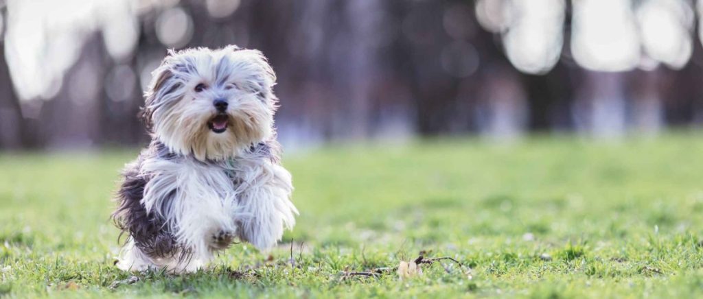 A happy silver and white Morkie runs across green grass..