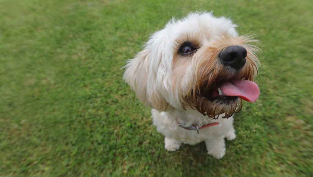 Photograph of a Bichon Poodle mix with his tongue sticking out.