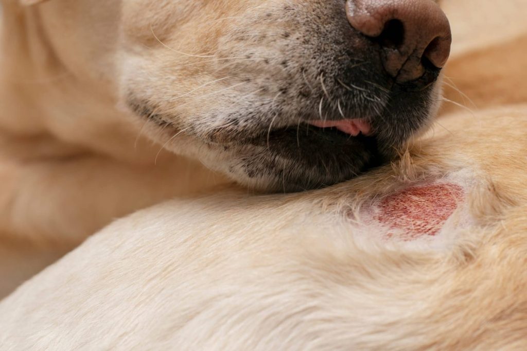 Red, inflamed skin — symptoms of mange.