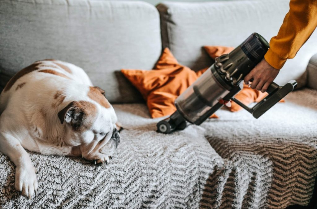 Dog looking to owner using vacuum cleaner on the sofa.