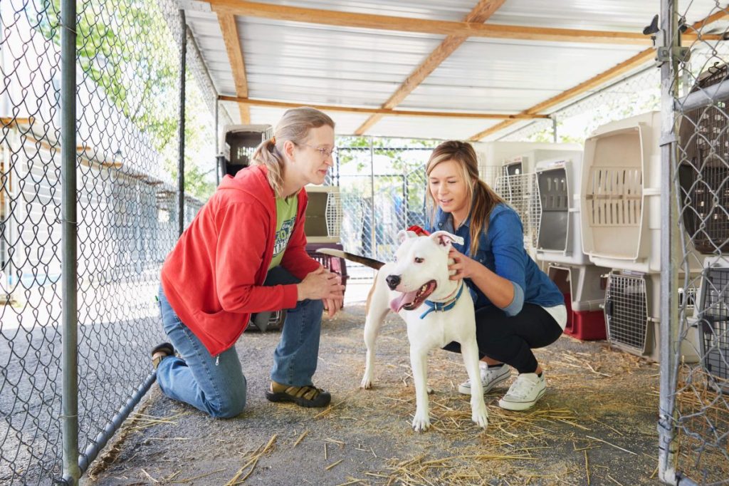 Woman at animal shelter looking to adopt a dog.