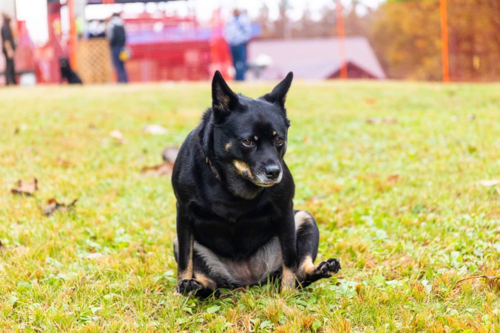 Dog dragging their butt on the ground to alleviate irritation or discomfort.