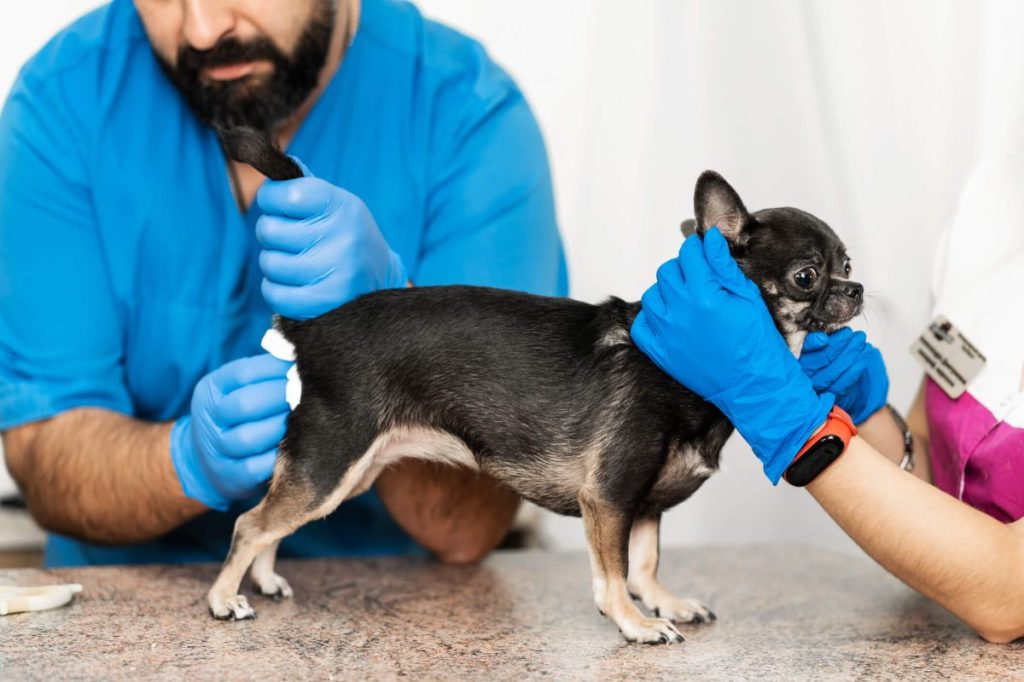 Vet cleaning dog’s rear after expressing anal glands manually — a technique to reduce scooting related to anal gland issues.