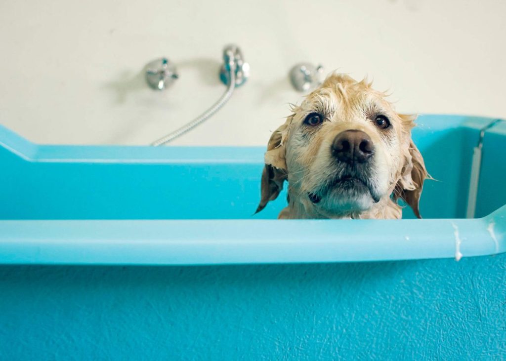 Golden Retriever dog in blue bathtub.