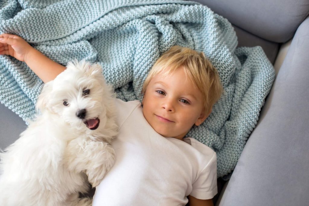 Little boy with Maltese dog in bed.