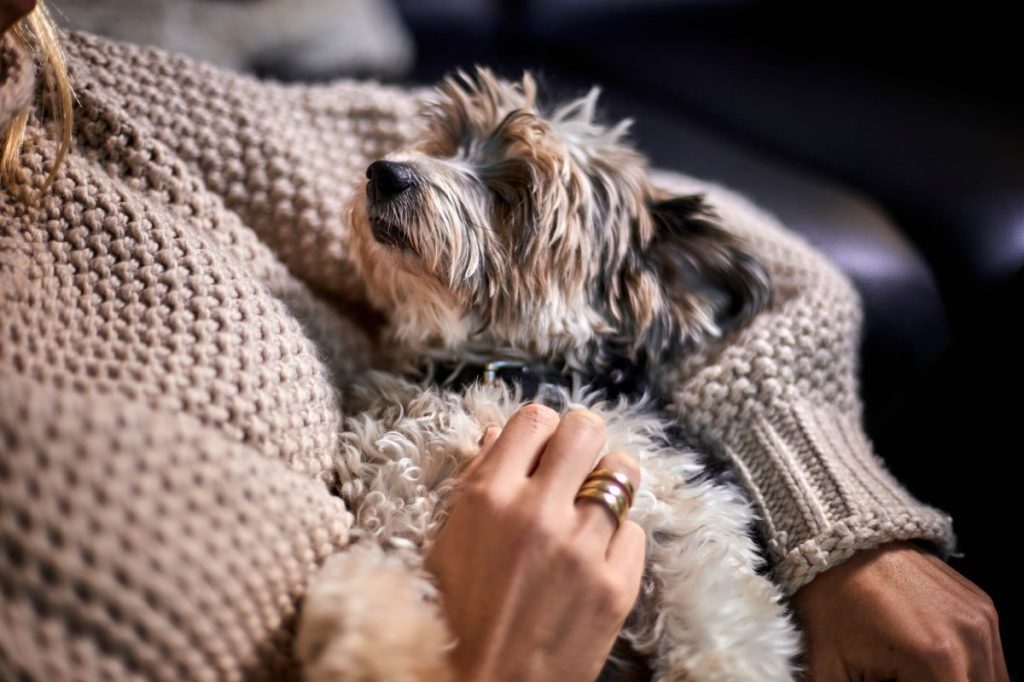 Woman cuddling with small Yorkshire Terrier dog.