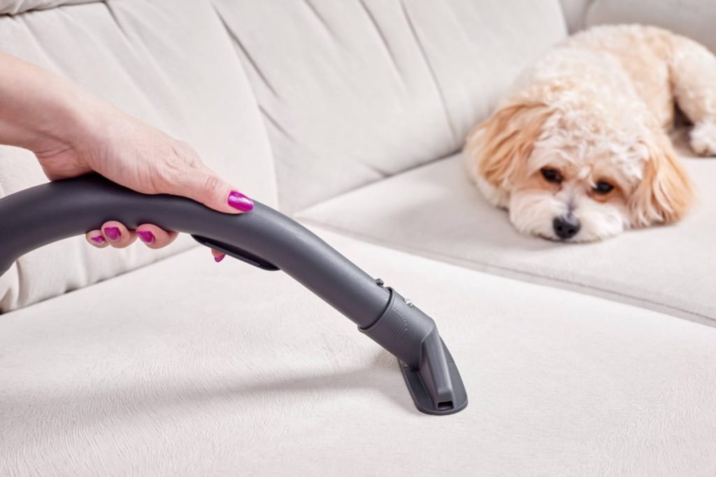 Female hand vacuums surface of beige couch with a Maltipoo puppy in the background.