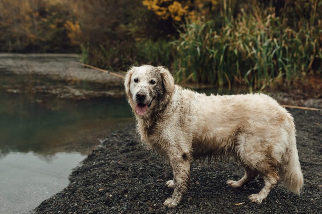 Dog covered in dirt near muddy lake.