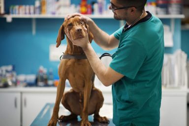 Vet checking dog for peripheral vitreous degeneration (PVD).