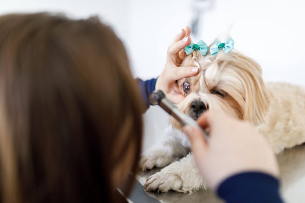 Vet examining eye of Shih Tzu — one of the dog breeds most prone to peripheral vitreous degeneration.