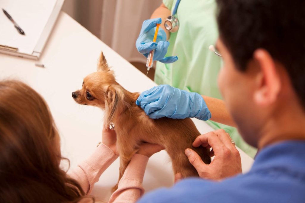 Chihuahua dog gets love and affection as she is getting her annual vaccination by a female vet.