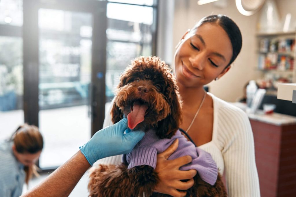 A veterinarian in the corridor strokes a Poodle dog, which the owner brought to the veterinary clinic for vaccination.