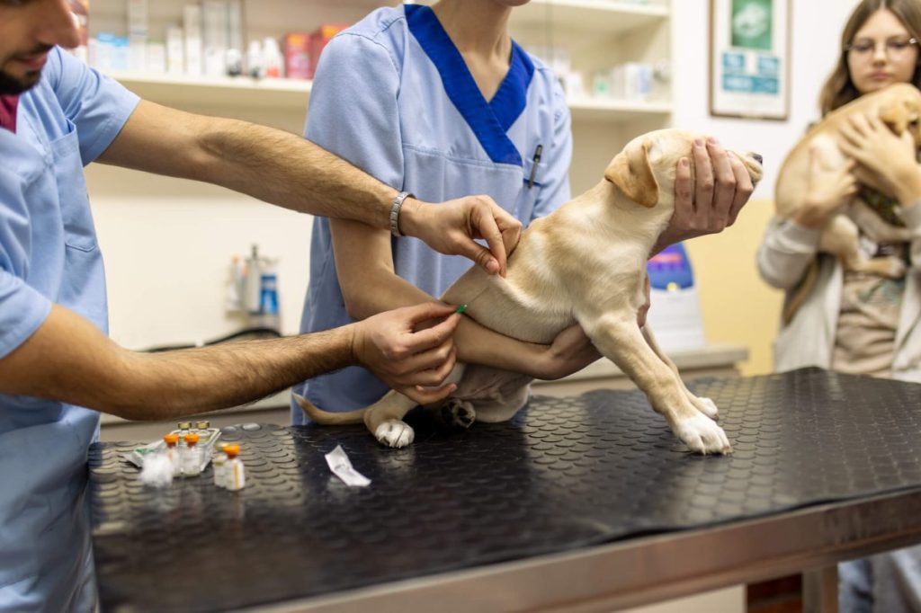 Labrador puppy getting vaccinated by veterinarian in vet clinic.