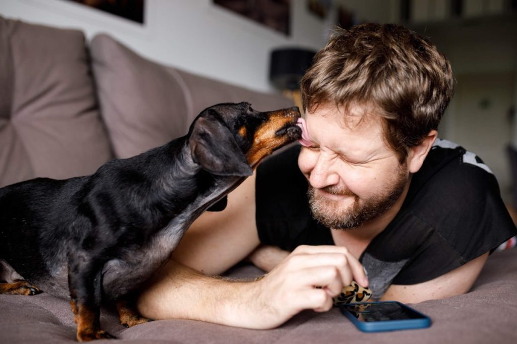 Dachshund licking human’s face.