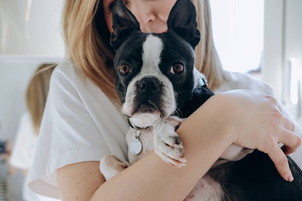 Boston Terrier — one of the friendliest small dog breeds — in human’s arms.