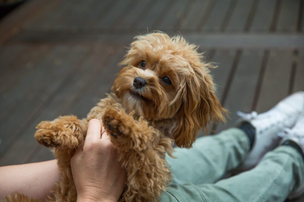 Friendly Cavapoo dog in human’s lap.