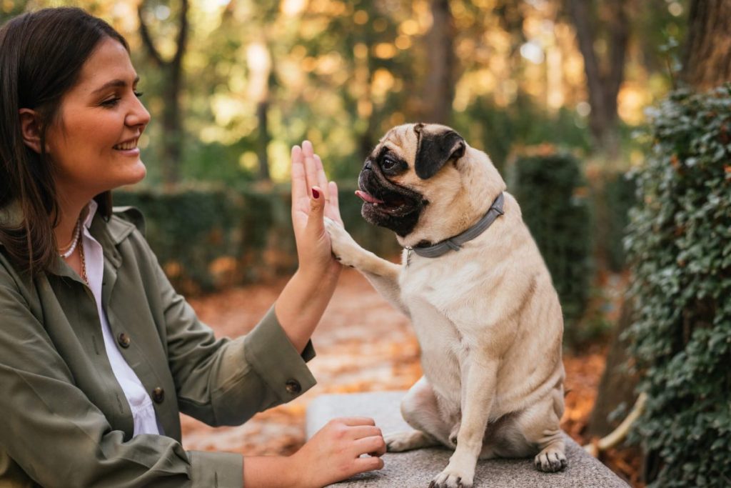 Woman teaching her Pug how to give paw.