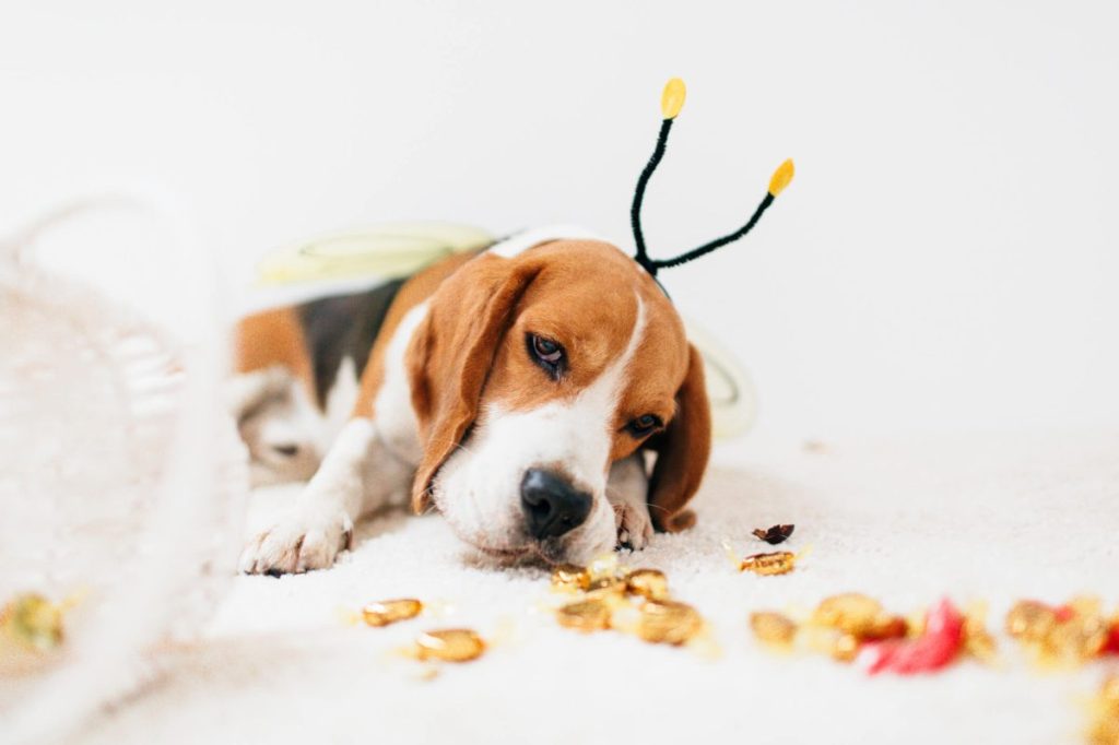 Cute little dog dressed in a bee costume for Halloween night, eating candy from the floor.