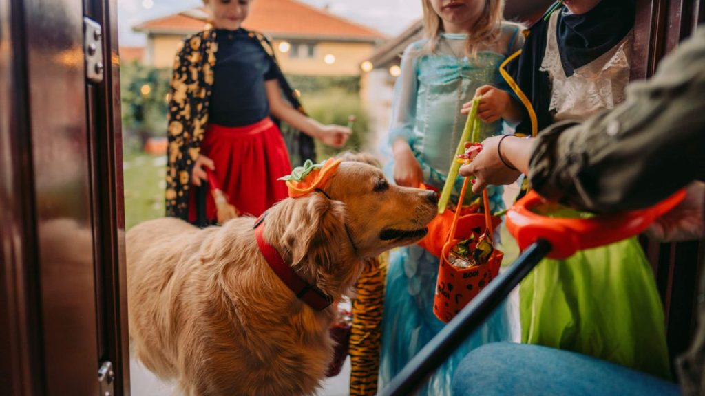 Dog in costume going trick or treating with children for Halloween candy.