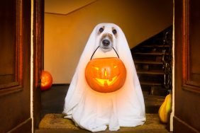 Dog sitting as a ghost for Halloween in front of the door at home entrance with pumpkin lantern.