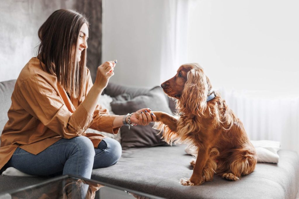 Woman training her dog with treats to prepare for Halloween chaos.