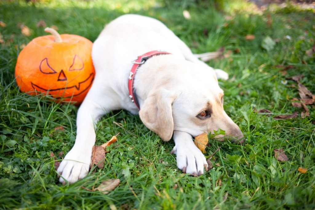 Labrador Retriever looking stressed out with Halloween festivities.