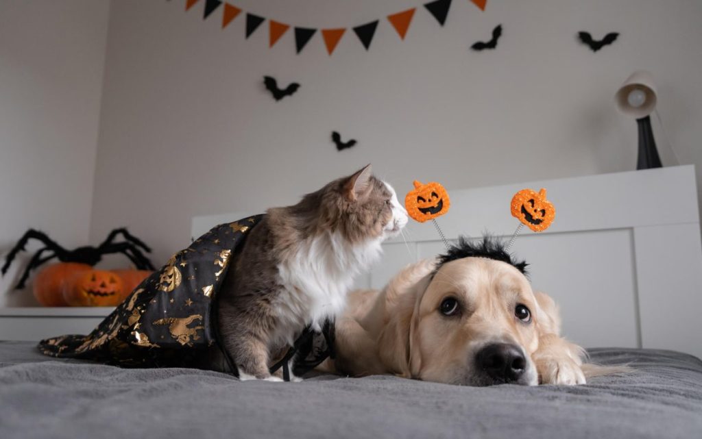 Pets dressed in Halloween costumes in the bedroom.