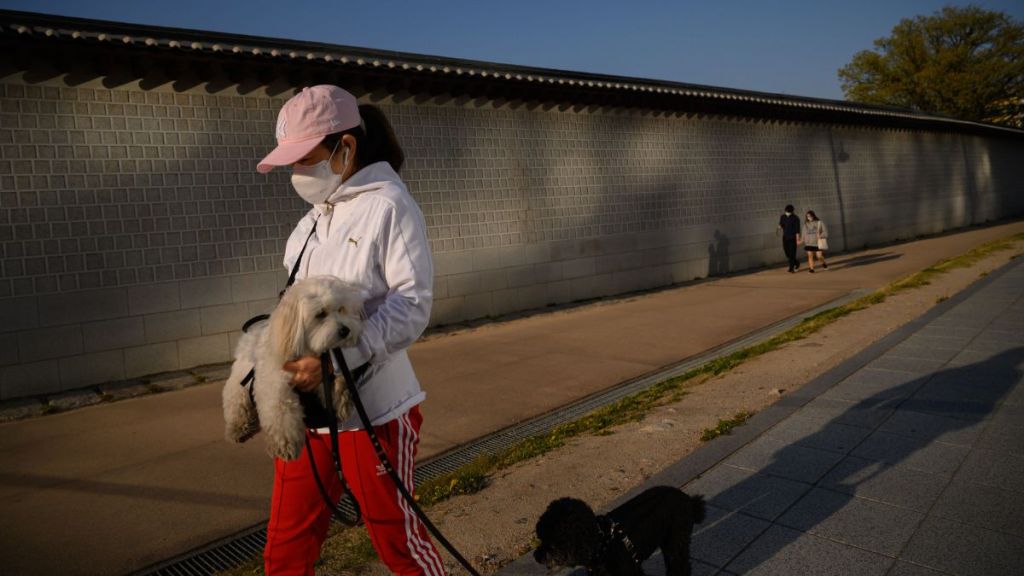 In a photo taken on April 13, 2020 a woman wearing a face mask amid concerns over the COVID-19 novel coronavirus carries a dog as she walks alongside a wall of Gyeongbokgung palace in Seoul.