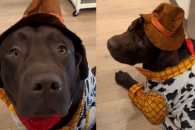 Labrador dog in Halloween costume