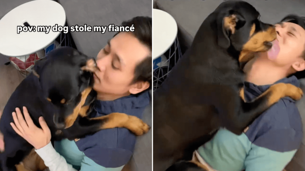 Rottweiler dog fiance video Instagram