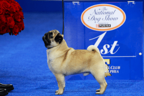 Vito Pug National Dog Show