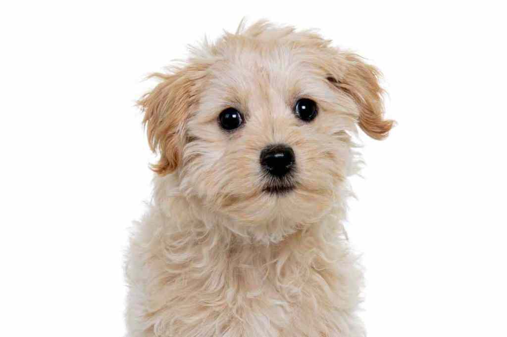 A fluffy cream colored ChiPoo or Chi-Poo mix against a white studio backdrop.