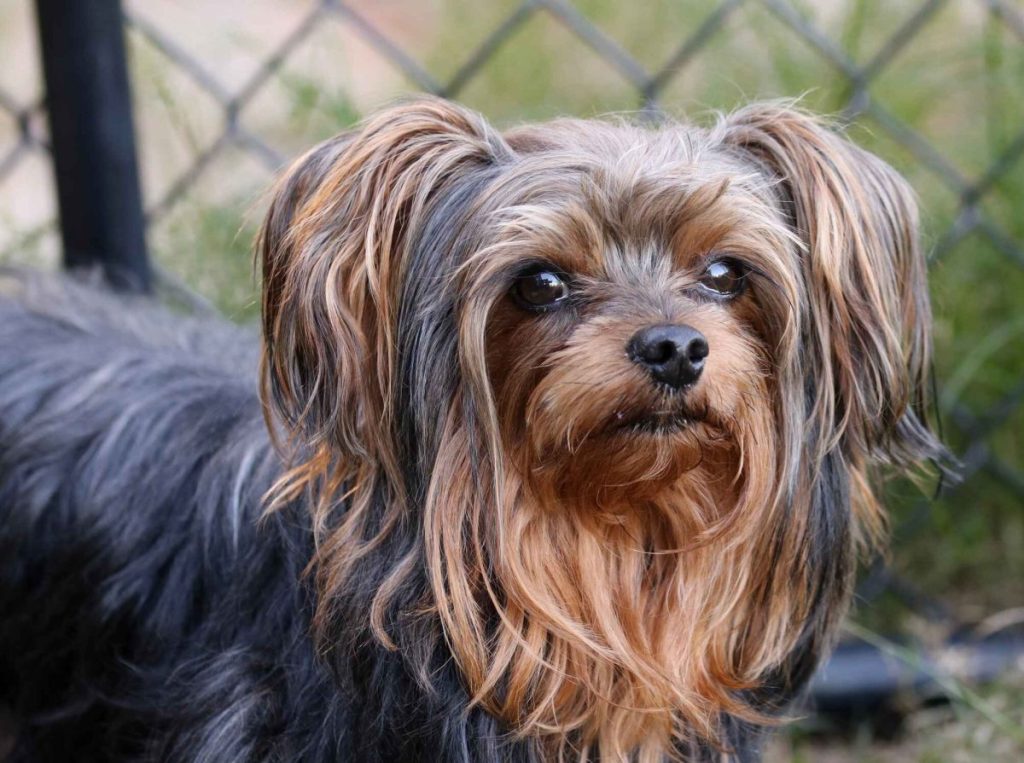 A close-up photograph of a tan and black Yorkipoo with long face-framing silky fur with a chain link fence in the blurred background.