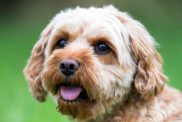 A close-up photograph of a Cavapoo dog or Cavoodle with big brown eyes and a reddish/white colored coat that is nicely groomed.