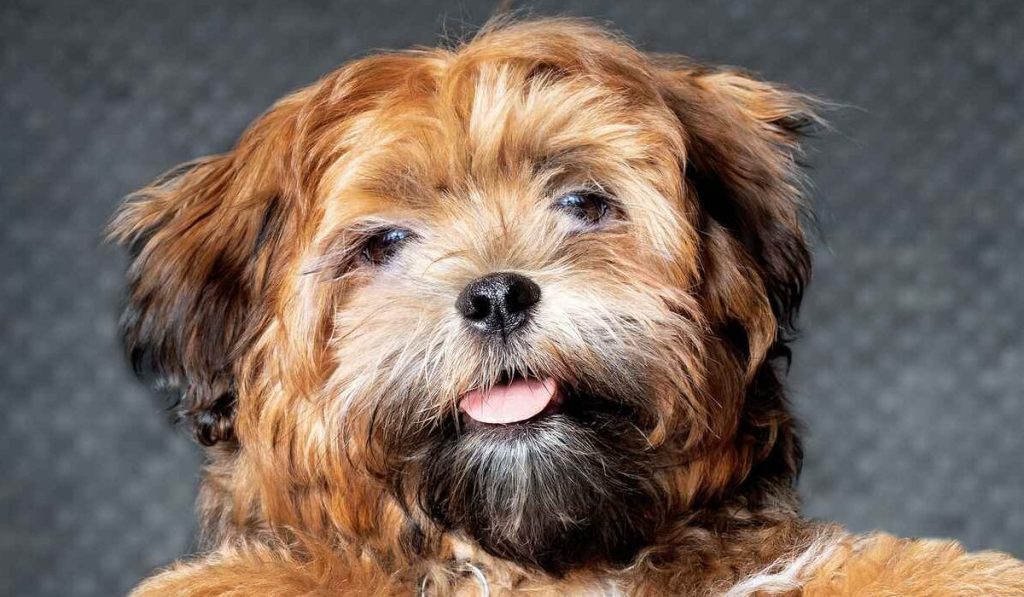 A Shichon or Bichon Frise Shih Tzu mix peeking curiously over a grey couch.