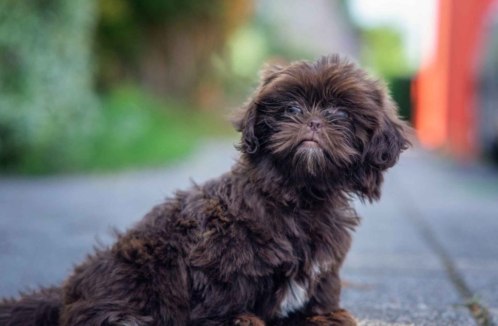 A fluffy Brown Shih Tzu Poodle mix, or Shih-Poo, looks at the camera in a close-up shot.