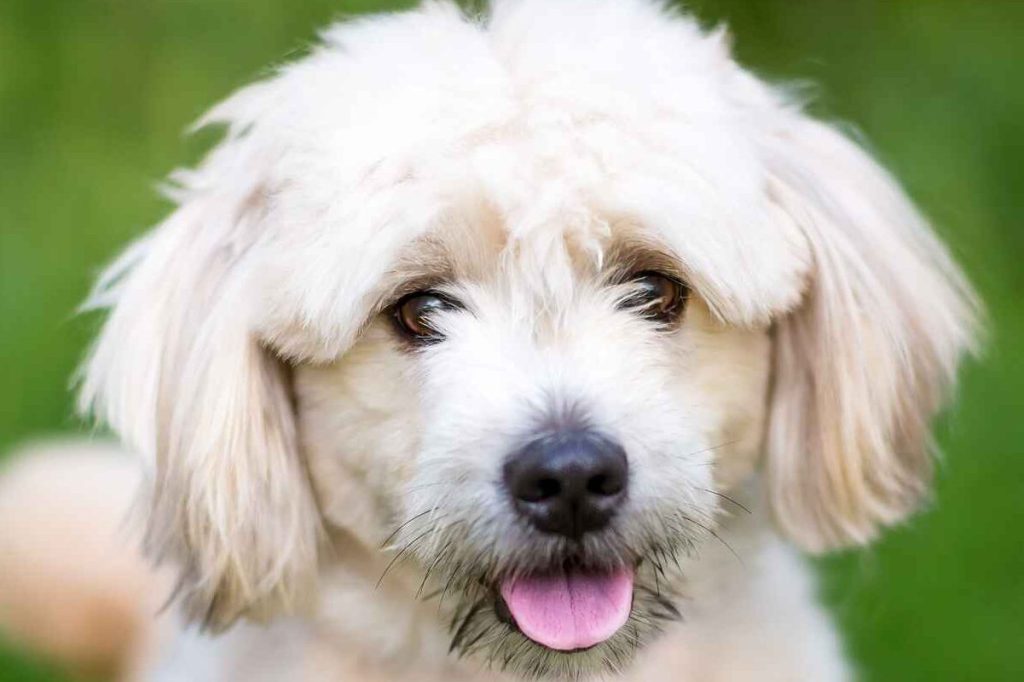 A closeup photograph of a cream colored Pomapoo with brown eyes.