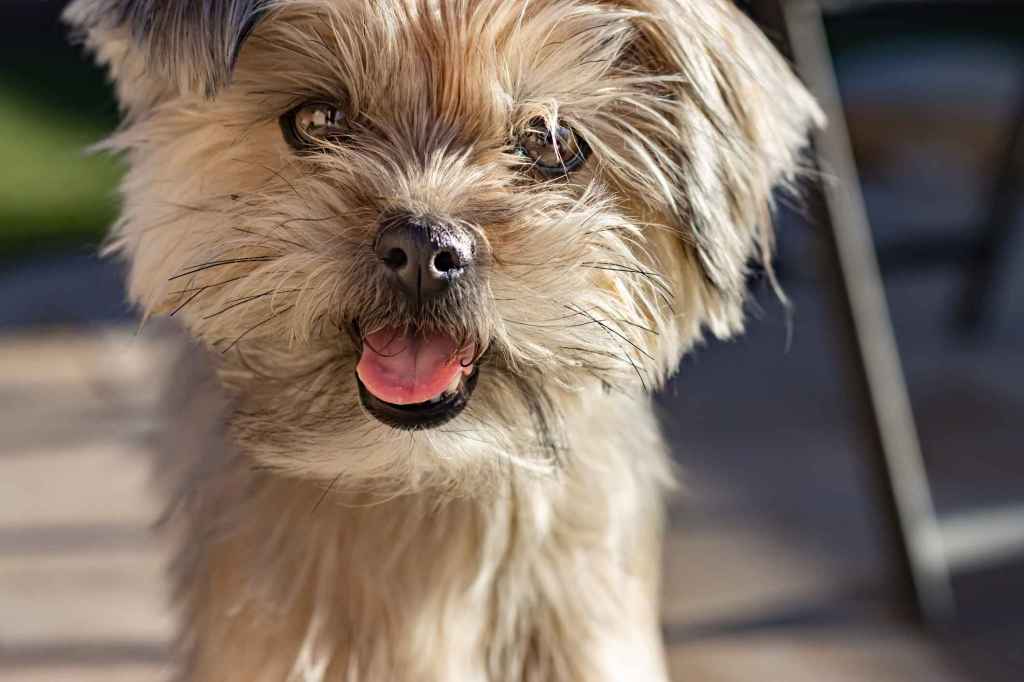 A happy Shih-Tzu Yorkshire Terrier Mix, or Shorkie, looking right into the camera lens, ears perked up.