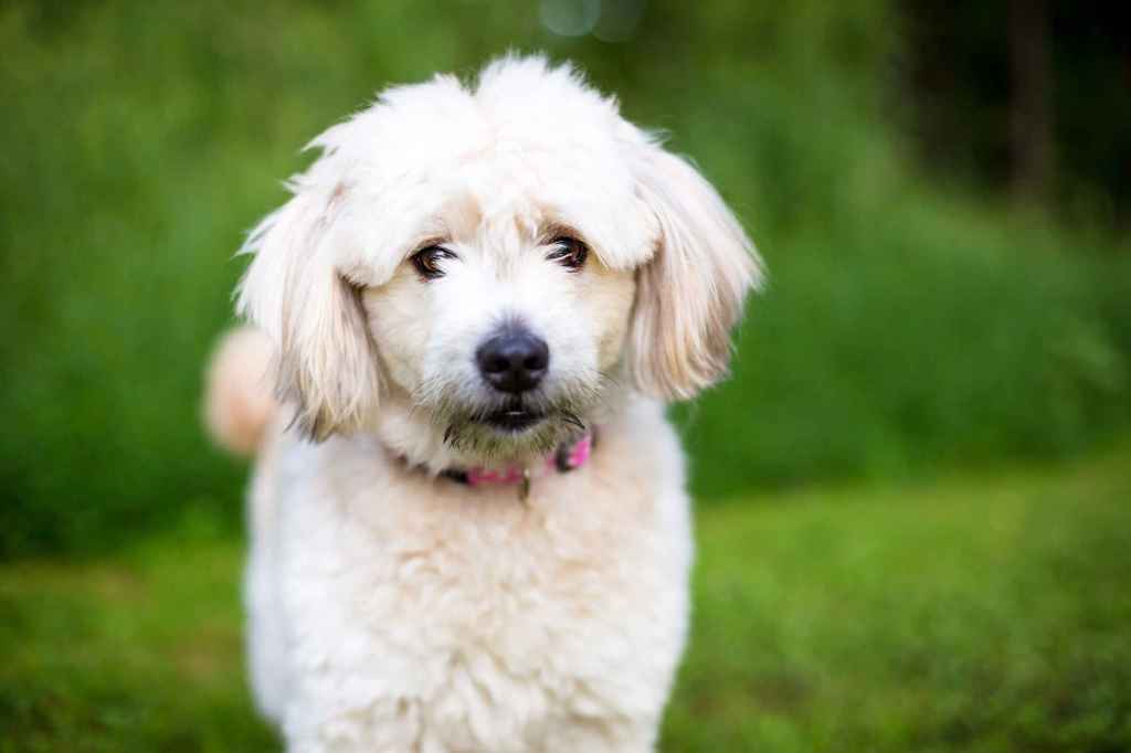 A fluffly cream colored Pomeranian Poodle or Pomapoo looking directly into the camera