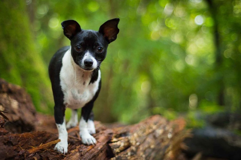 A black and white Jack Chi or Jackhuahua stands on a tree log, looking into the camera lens.