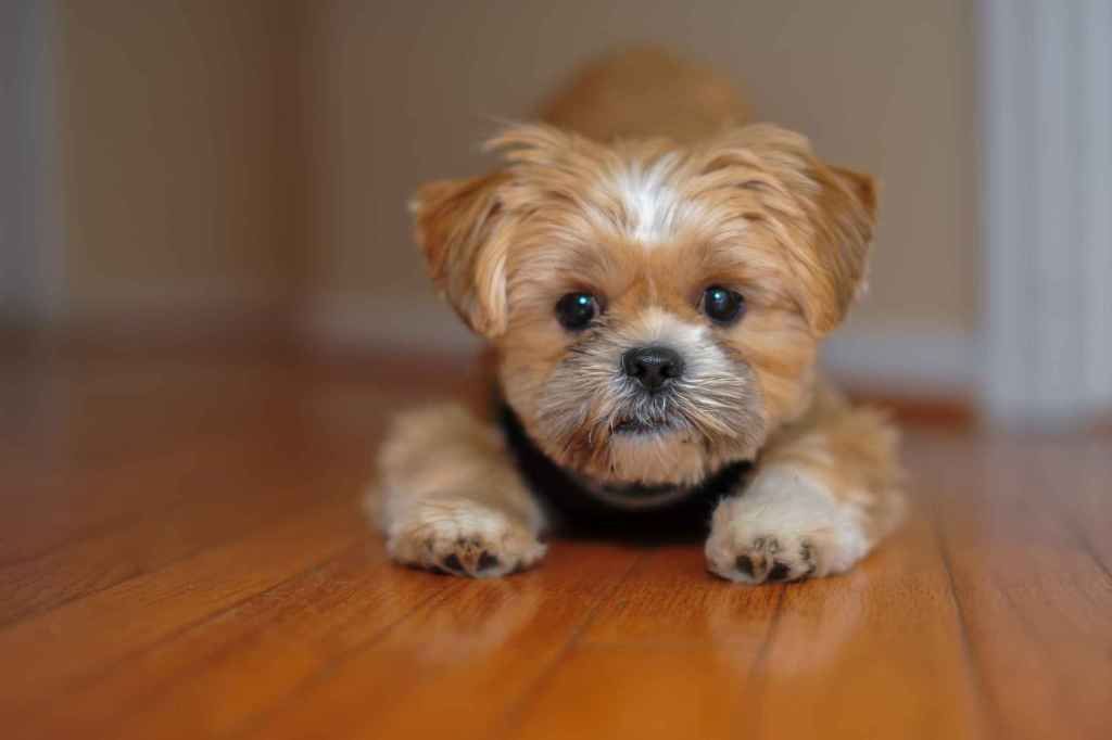 A young Shorkie puppy ready to play