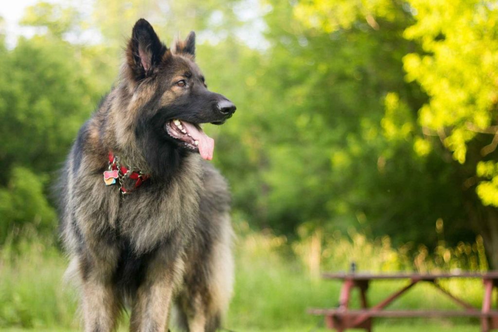 A longhaired black and tan Shiloh Shepherd wearing a red collar standing on a summer day.