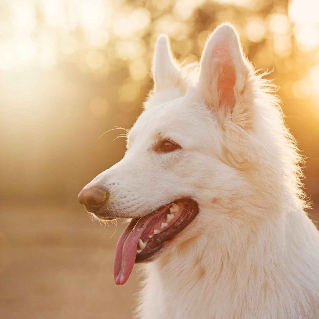 A white Shiloh Shepherd panting at sunset.