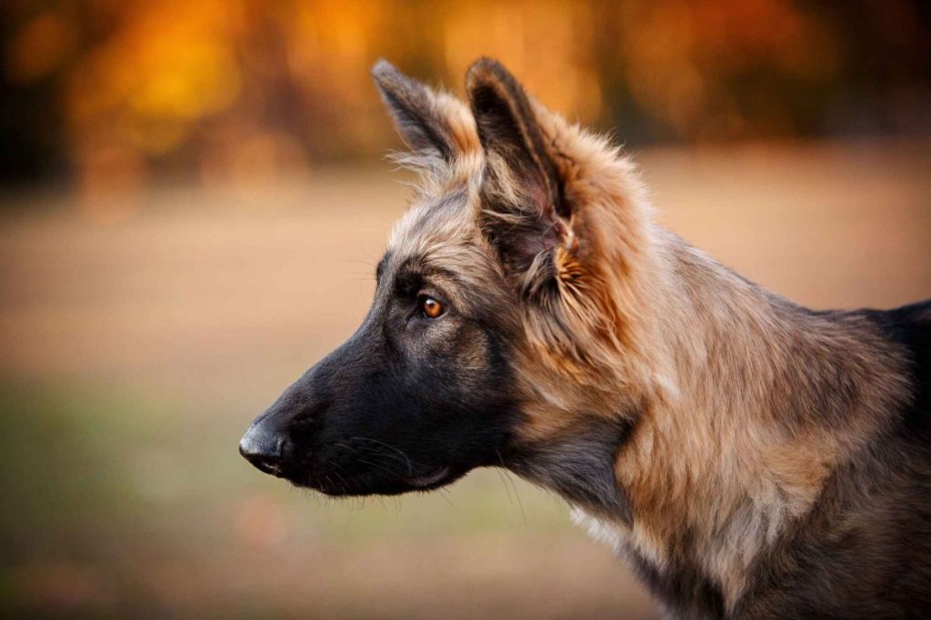 A fluffy black and tan Shiloh Shepherd with his eyes intent on a target. Behind are the colors of autumn in blurry focus.