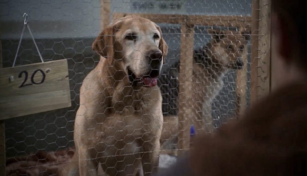 Christmas, the Labrador Retriever, from the movie “A Dog Named Christmas”