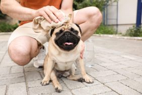 Pet parent helping his dog who is having a heat stroke.