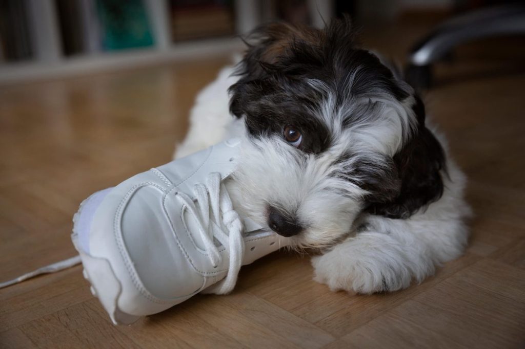 Puppy chewing on shoe.