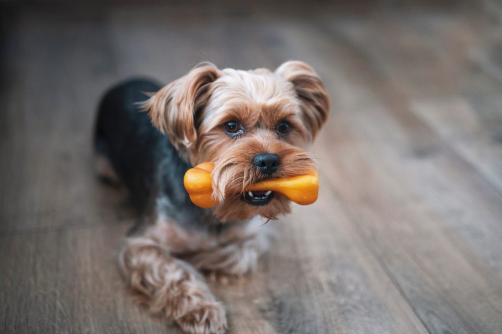 Dog with chew toy in mouth.